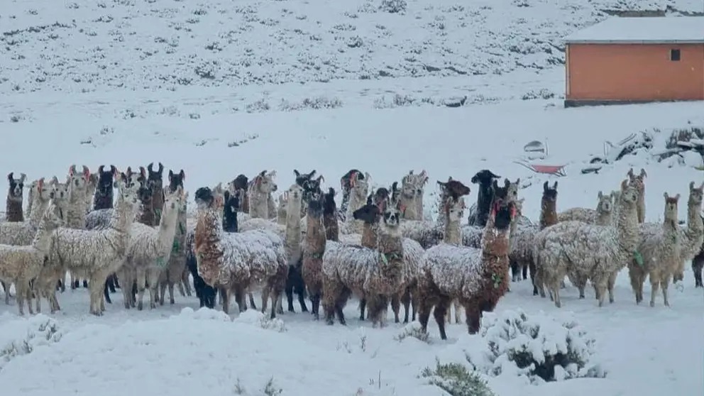 La Gobernación de Potosí declara emergencia por nevadas y vientos extremos