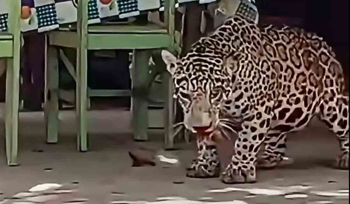 Muerte de jaguar en Beni: Fiscalía indaga presunto biocidio y tenencia ilícita de armas