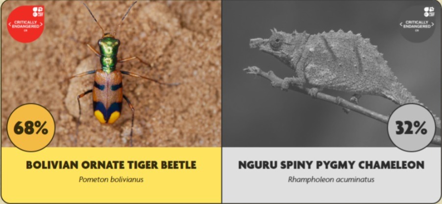 Vota por el escarabajo tigre de la Chiquitania para su preservación: está en peligro de extinción