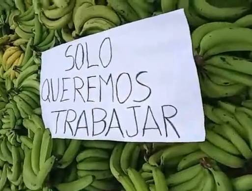 “Ya no damos confianza”: Argentina sustituye banana boliviana por fruta de Ecuador y Paraguay, lamenta productor