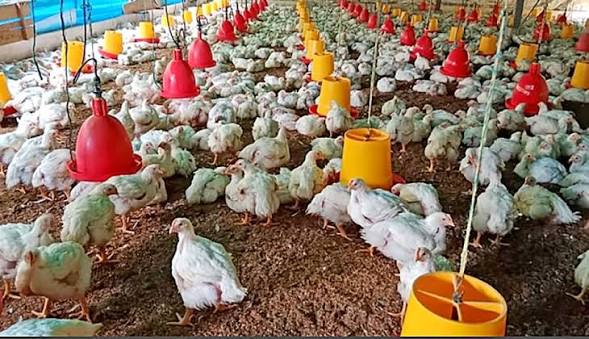 El pollo sube a Bs 29 el kilo; la producción se normalizará en tres semanas