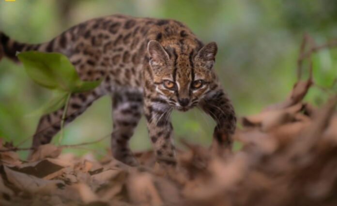 Leopardus tilcayo: Bolivia le da al mundo una nueva especie de gato silvestre, la primera en más de 100 años