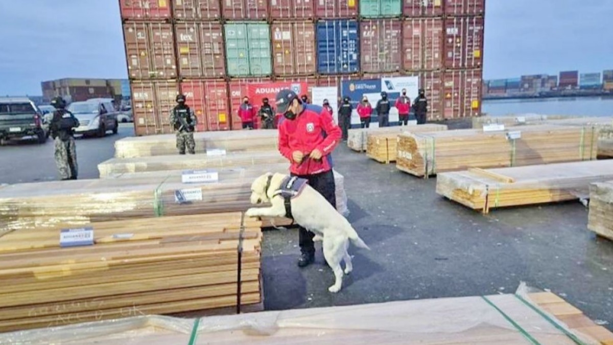 Droga en madera: Diputado chileno detalla el sofisticado modus operandi de las organizaciones criminales