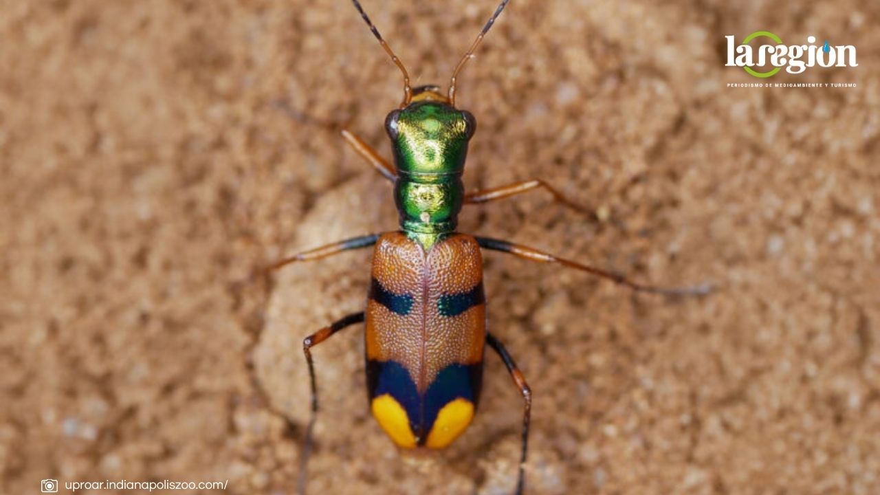 El escarabajo chiquitano gana el Desafío de Conservación de Uproar