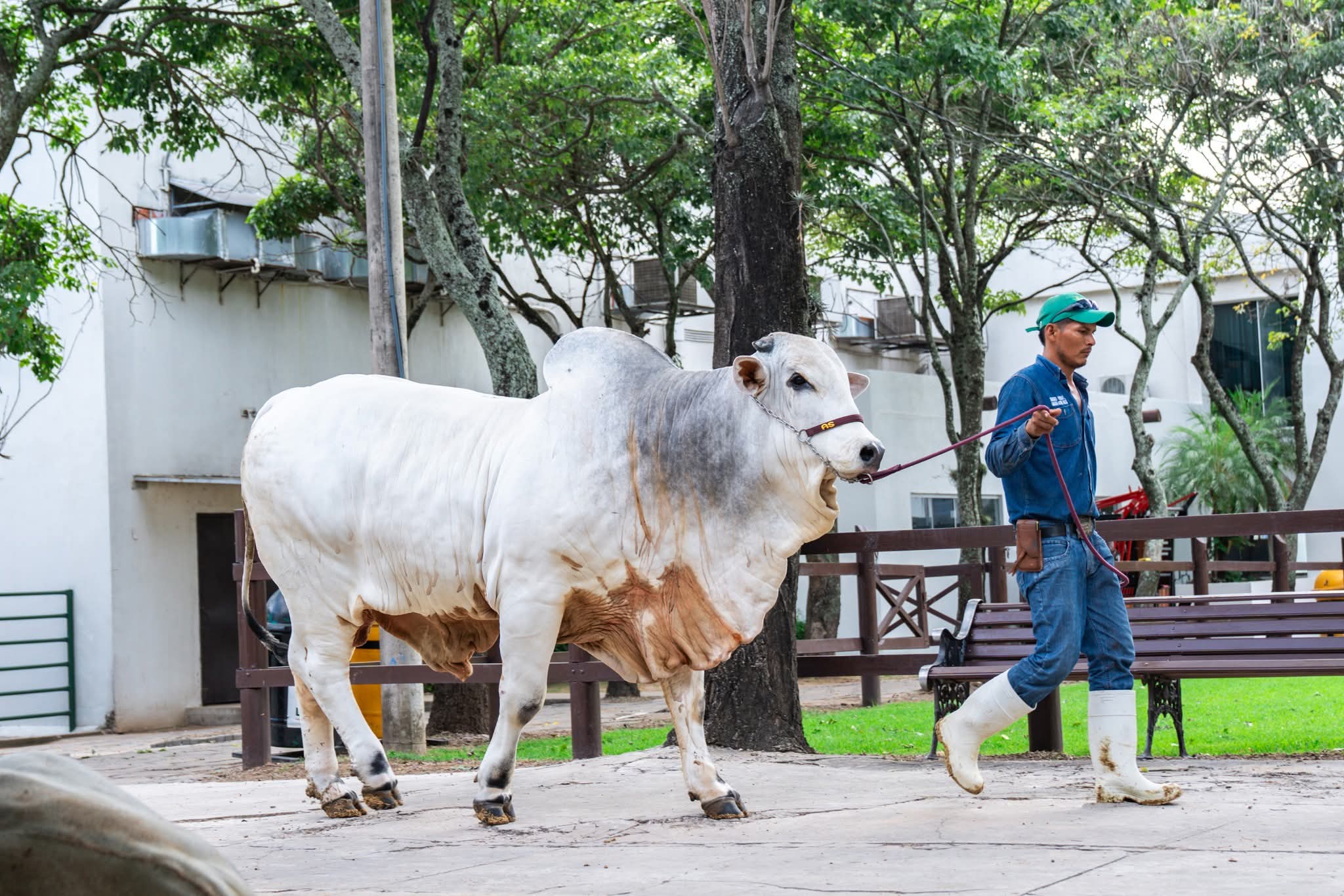 Agropecruz inicia con más de 700 bovinos cebuinos en juzgamientos y exhibiciones