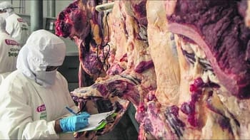 Paraguay aprueba la compra de carne boliviana en tres frigoríficos nacionales